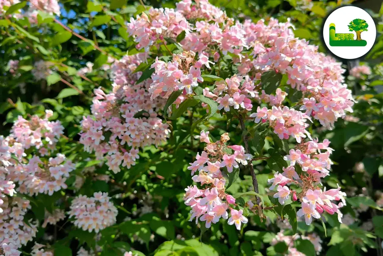 Zarte rosa Blüten der Kolkwitzie, bereit für den Rückschnitt.