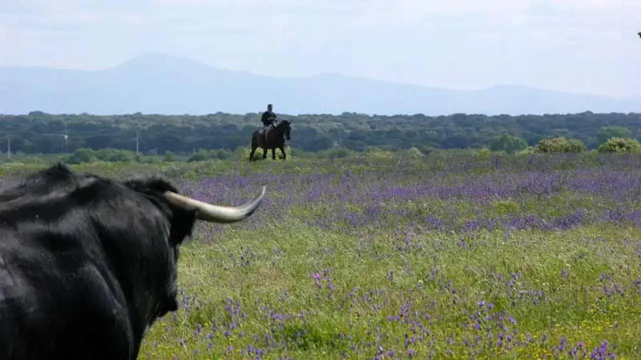 Un jinete vigila un campo de flores moradas, mientras un toro negro se acerca. Escena de ganader&iacute;a torreana.