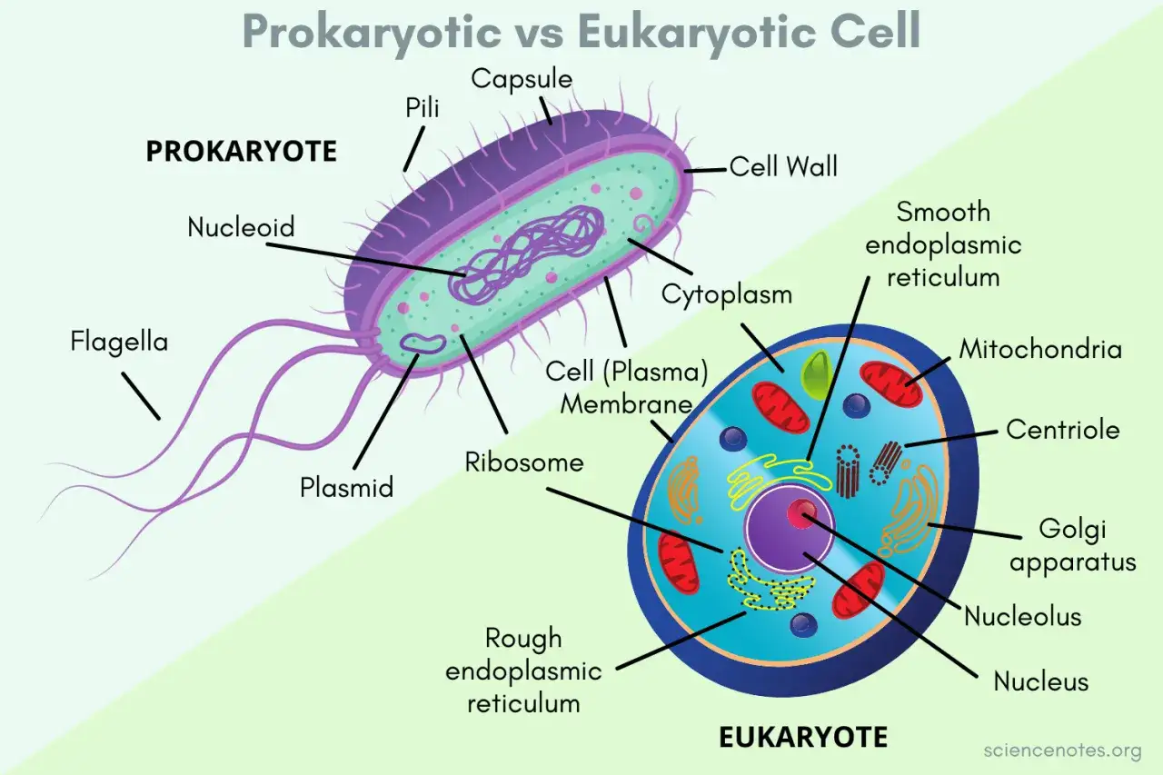 Porównanie komórki eukariotycznej i prokariotycznej: bakteria z flagellą i pilami kontra komórka zwierzęca z jądrem i organellami.