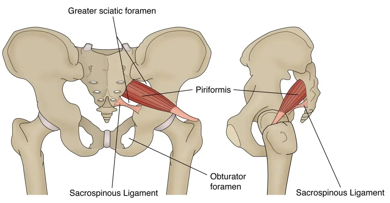 Beckenknochen mit hervorgehobenem Musculus piriformis, der durch das gr&ouml;&szlig;ere Ischiadicus-Foramen verl&auml;uft.