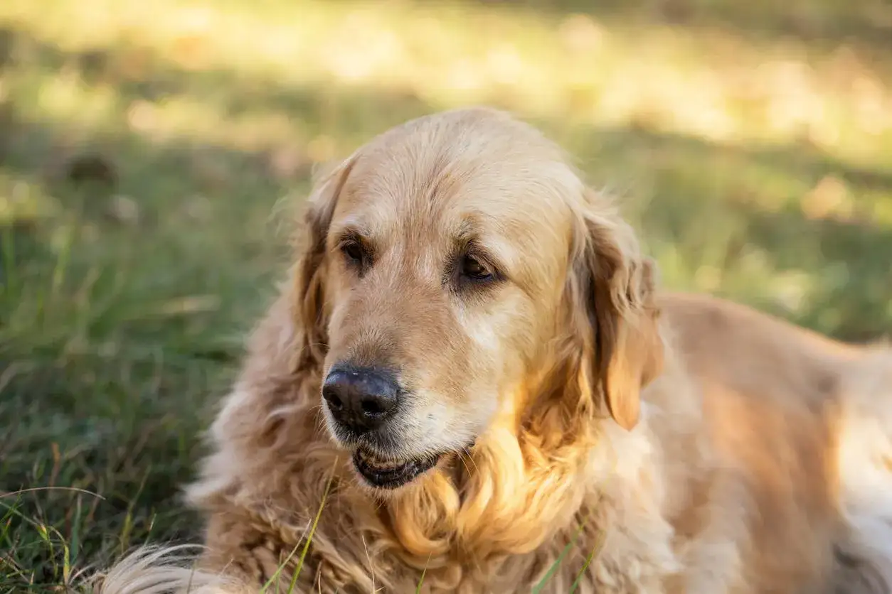 Un candilat chien, un golden retriever au pelage doré, se repose paisiblement dans l'herbe, baigné par la lumière du soleil.