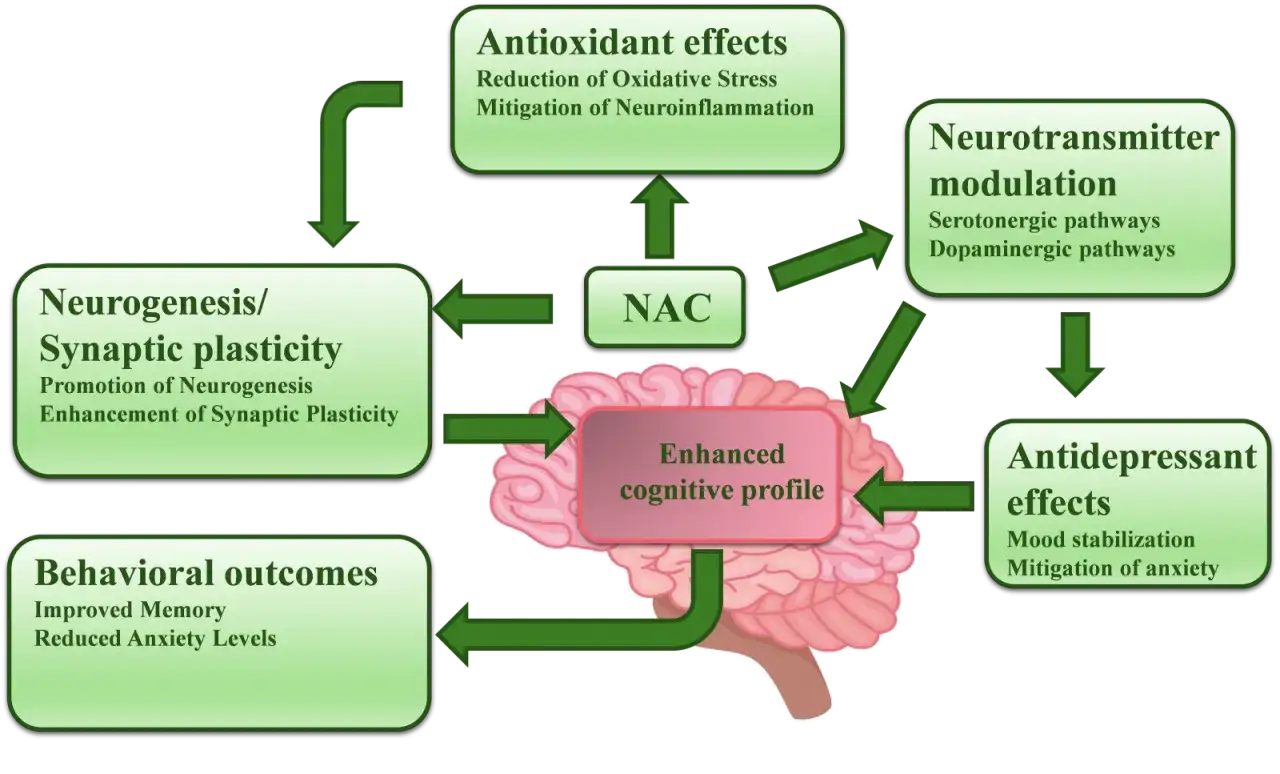 Diagramm zeigt, wie NAC die Psyche beeinflusst: Antioxidative Effekte, Neurotransmitter-Modulation, Neurogenese, verbesserte kognitive Leistung und antidepressive Wirkung.