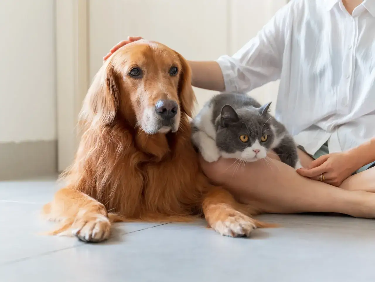 Un chien golden retriever et un chat gris et blanc se reposent sur les genoux d'une personne. Une main caresse la tête du chien. Une question se pose : comment faire garder son chien ?