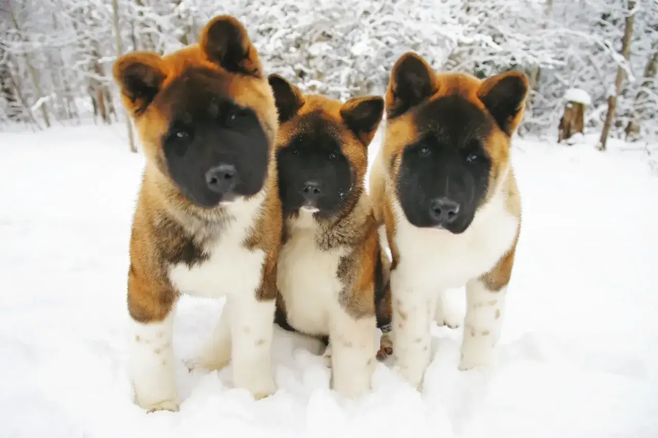 Trzy szczenięta rasy Akita Inu w śniegu. Widać ich charakterystyczne umaszczenie: brązowe, czarne i białe.