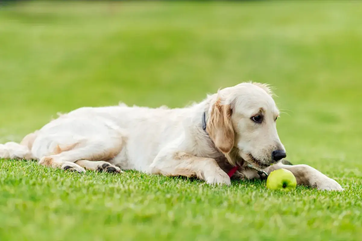 Złoty retriever leży na trawie obok zielonego jabłka, zastanawiając się, czy pies może jeść jabłko.