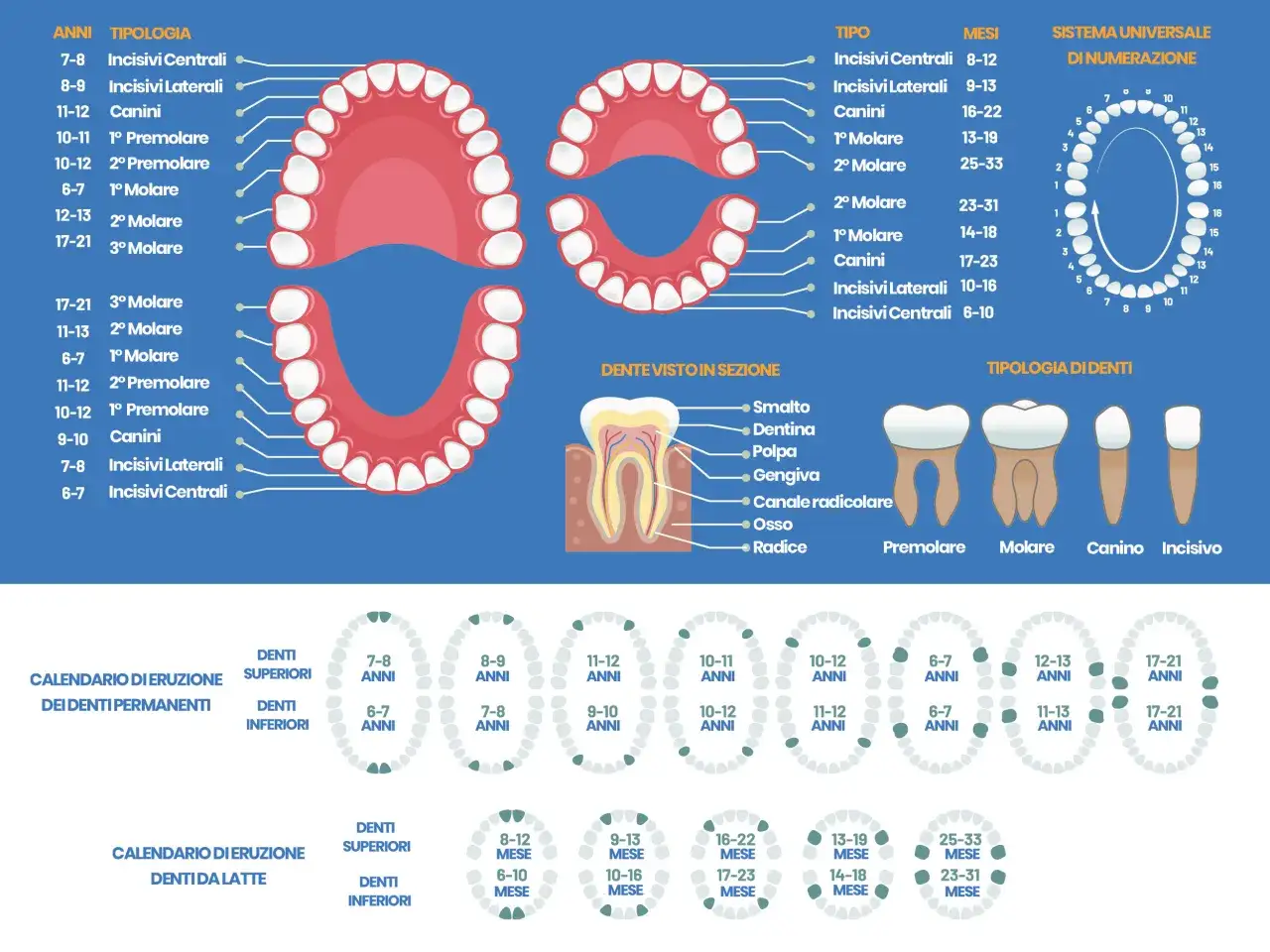 Illustrazione dei tipi di denti permanenti e da latte, con calendari di eruzione e sezioni anatomiche.