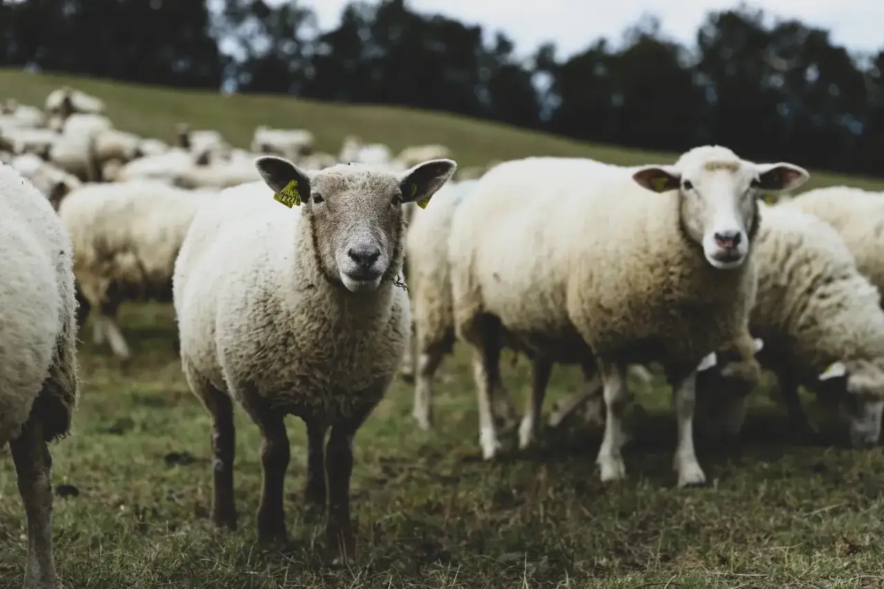 Schafherde auf einer gr&uuml;nen Wiese, die sich von der feinen, mulesingfreien Merinowolle ern&auml;hrt.