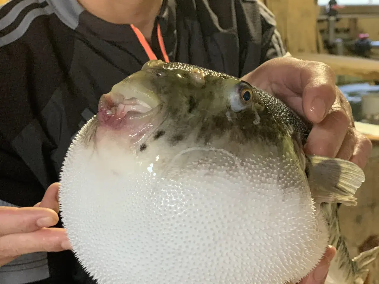 Osoba trzyma rybę fugu z kolcami. Ryba ma duże, okrągłe ciało i mały ogon.