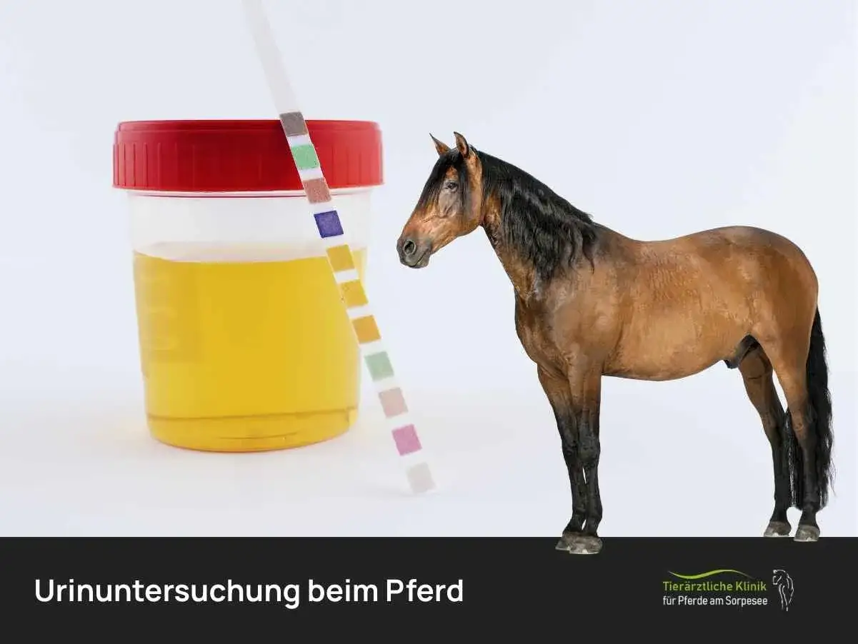 Urinprobe eines Pferdes mit Teststreifen. Die Farbe des Urins ist hellgelb, nicht dunkler Urin.
