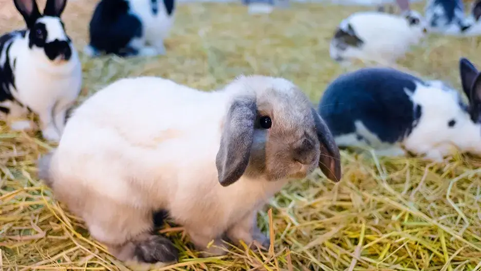 Ceny królików miniaturka sklep hodowla adopcja