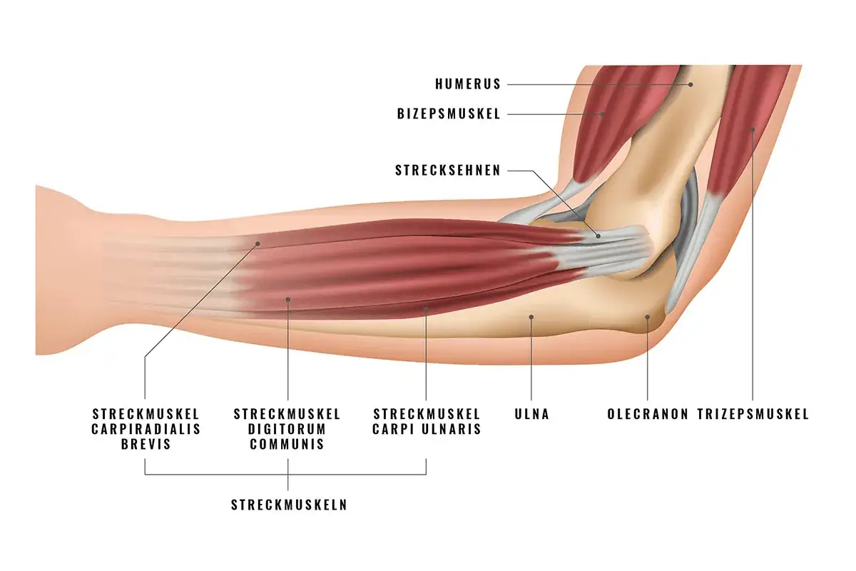 Anatomische Darstellung des Ellenbogens mit Humerus, Bizeps und Streckmuskeln. Das capitulum humeri ist Teil des Oberarmknochens.