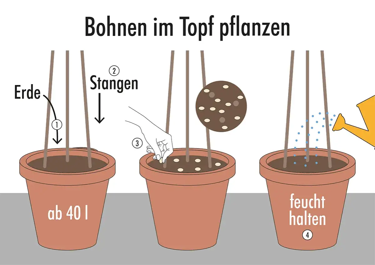 Anleitung: Erde in einen gro&szlig;en Topf f&uuml;llen, Stangen stecken, Bohnen pflanzen und feucht halten. So gelingen Bohnen im Topf.