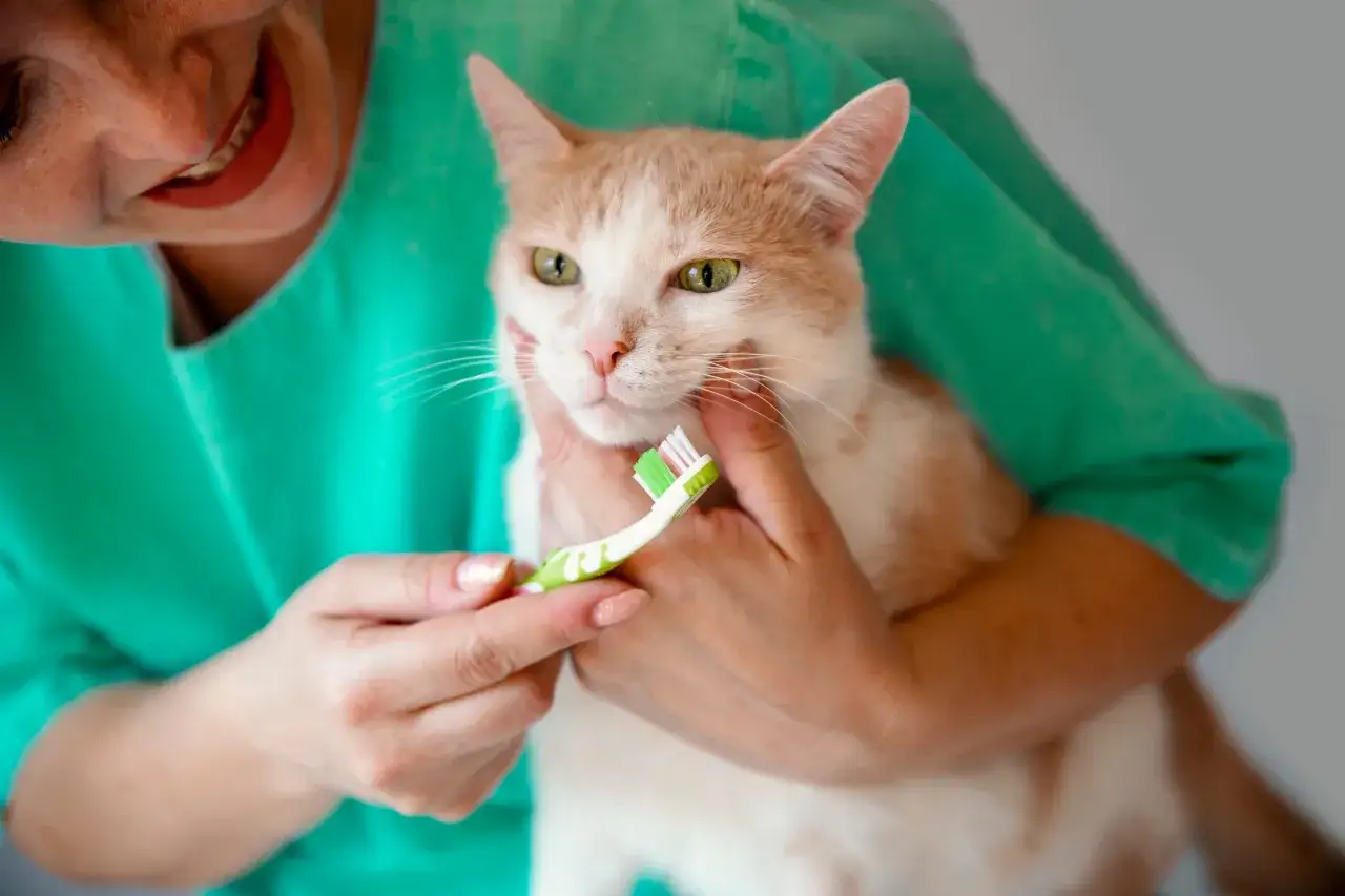 Persona sonriente cepilla dientes de gato. Prevenci&oacute;n de gingivitis en gatos con remedios caseros y cuidado dental.