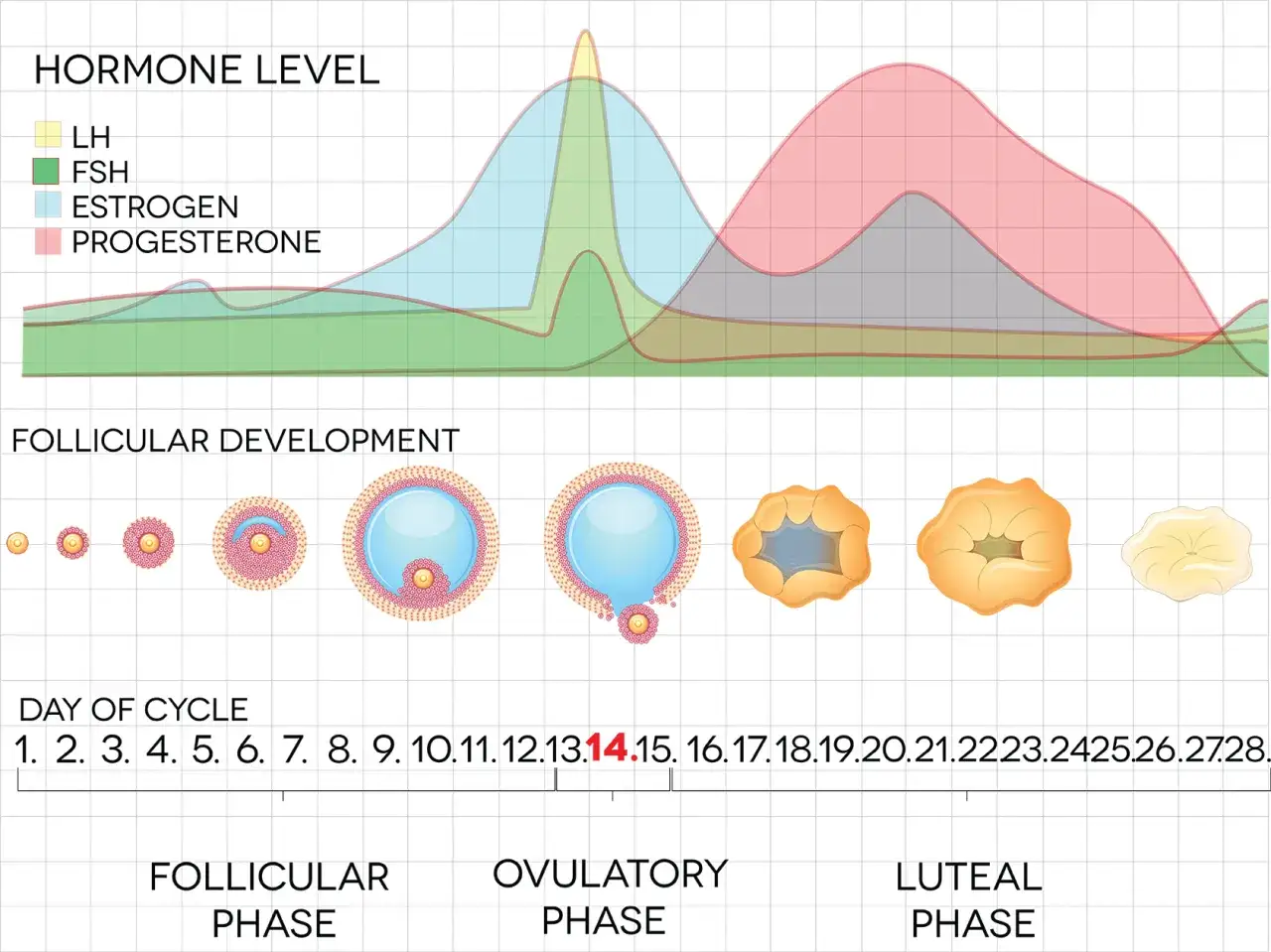 Gr&aacute;fico muestra niveles hormonales y desarrollo folicular. La progesterona aumenta tras la ovulaci&oacute;n.