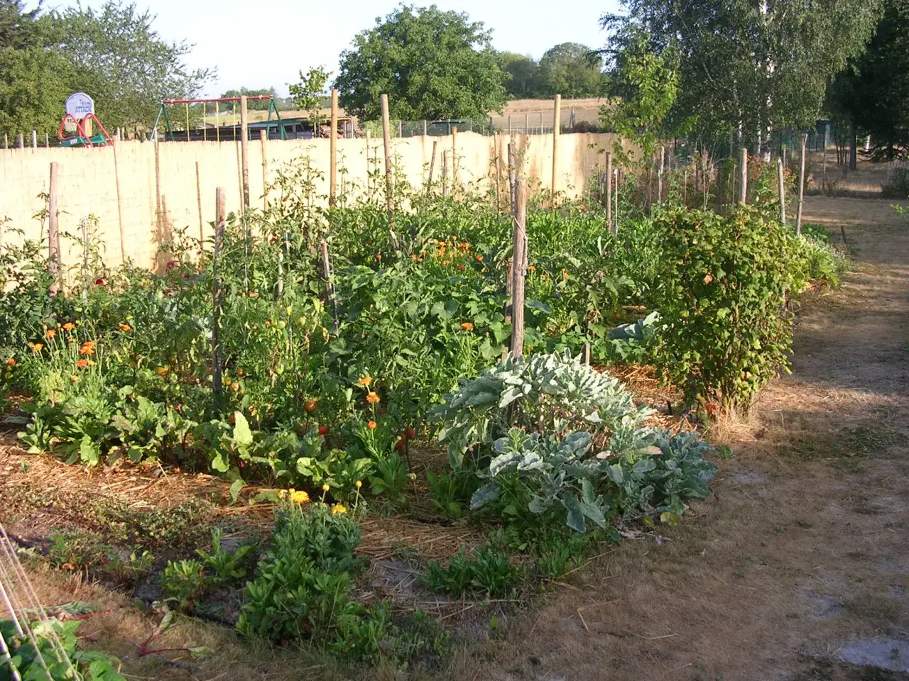 Un potager luxuriant avec des plants de tomates en pleine croissance, prêts pour l'arrosage. Des fleurs orange et des légumes verts parsèment le jardin.