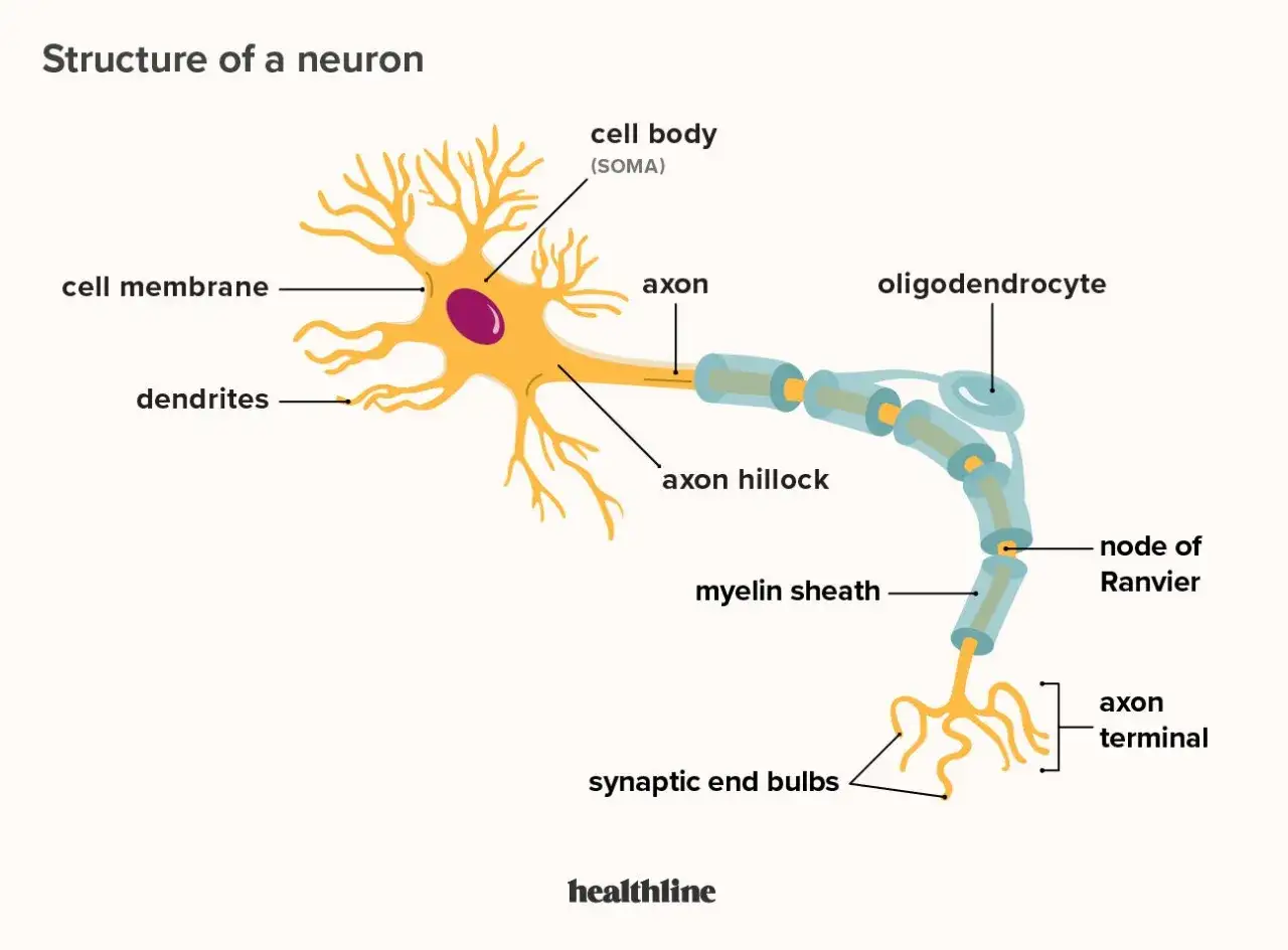 Neuronstruktur: Soma (Zellkörper) mit Dendriten, Axon, Myelinscheide und Synapsen. Einblick in die Soma Biologie.