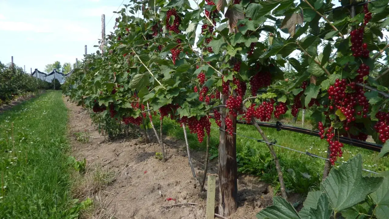 Reife rote Johannisbeeren h&auml;ngen in &uuml;ppigen Trauben an Str&auml;uchern in einer Plantage.