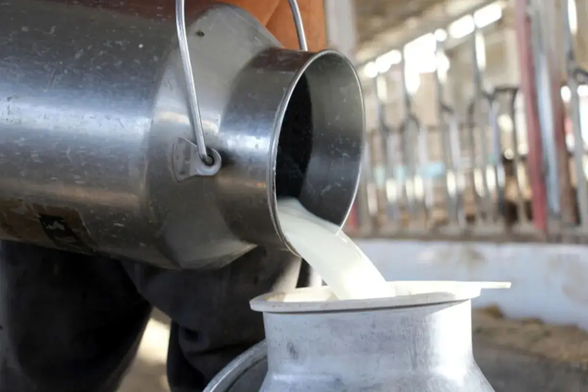 Versando latte crudo in un bidone, un alimento nutriente per la gravidanza.