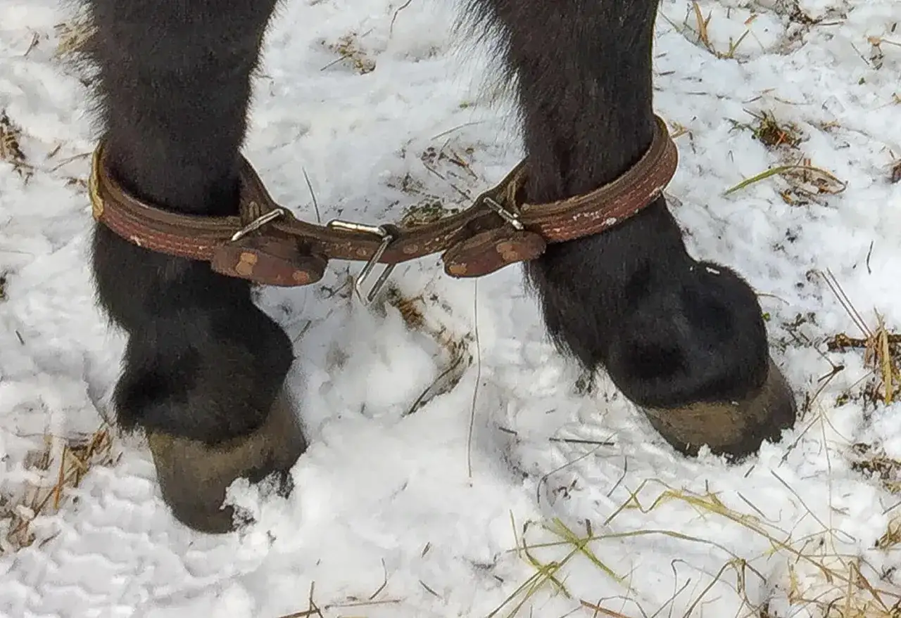 Skórzane rzemienie krępowanie nóg konia, zimowy krajobraz ze śniegiem i suchą trawą.
