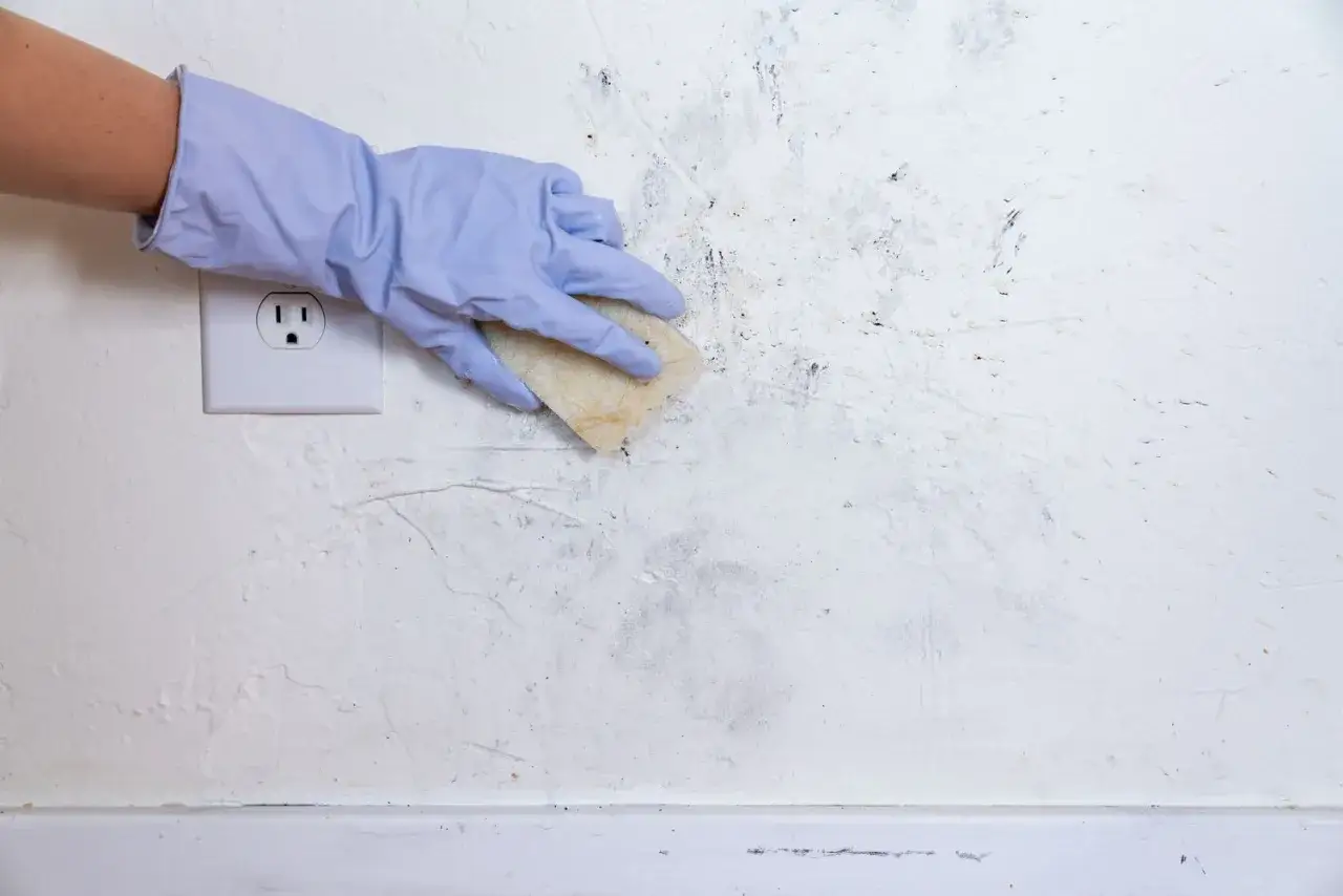 Hand in blue glove rubs stockflecken von der weißen Wand mit einem Schwamm.
