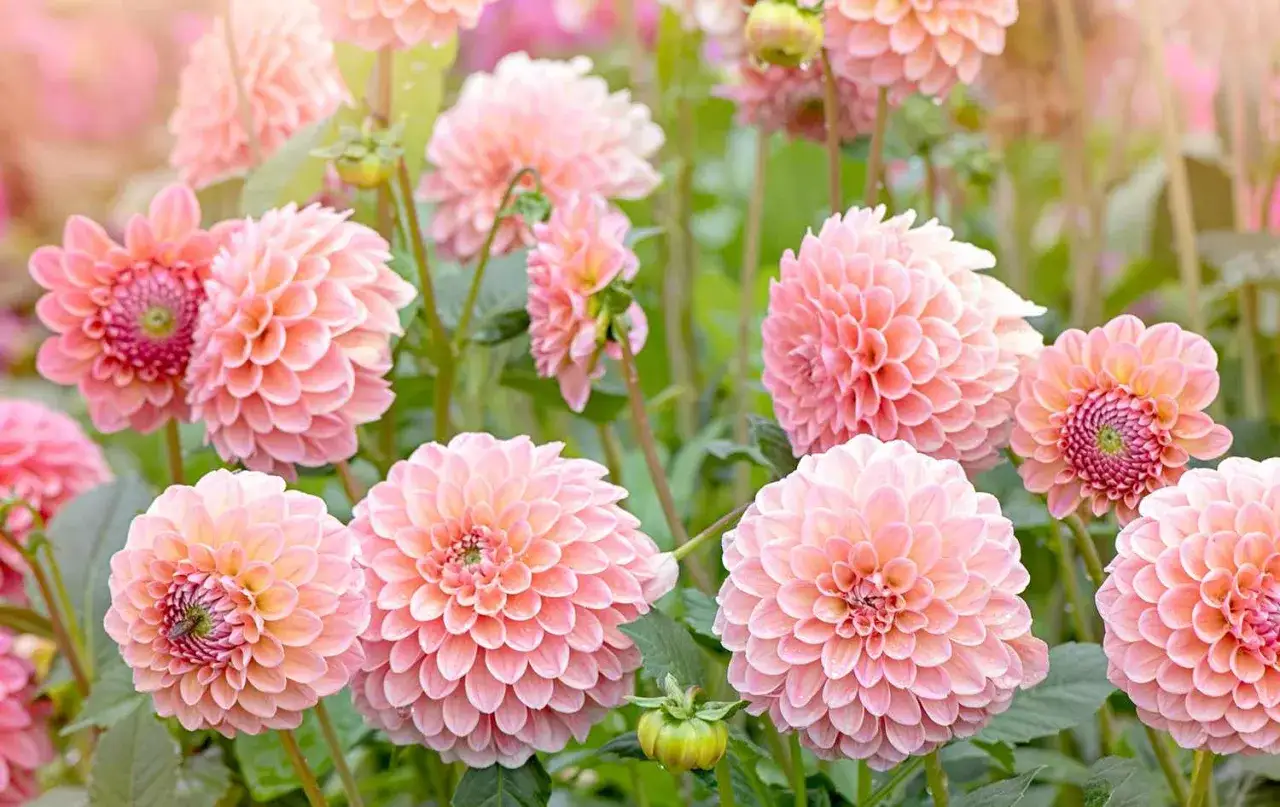 En blomstrande dahlia-&auml;ng i nyanser av rosa och persika. Varje dahlia bloom &auml;r en perfekt skulptur av kronblad.