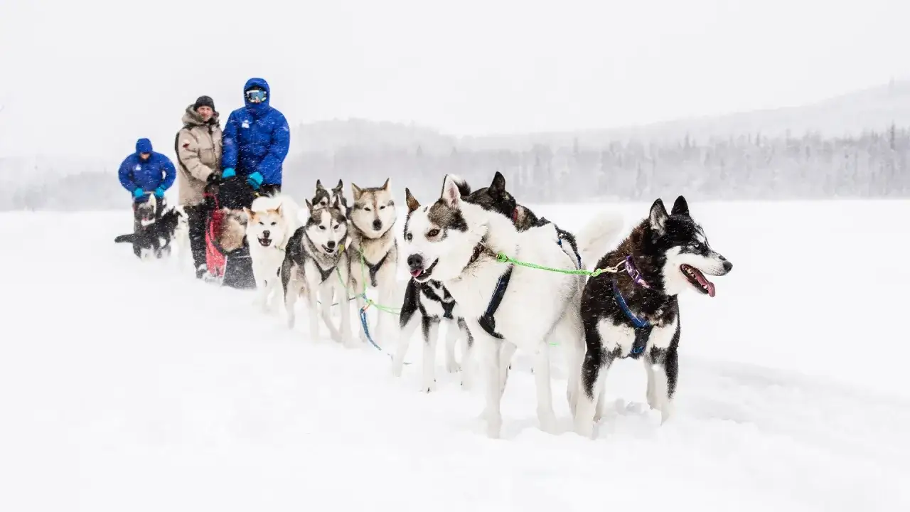 En grupp hundar drar en släde genom snön. Människor i varma kläder står på släden. En spännande upplevelse med hundspann.