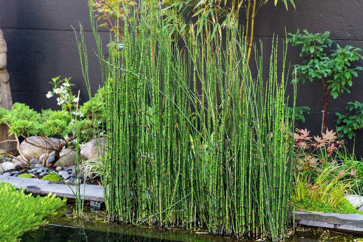 Un bouquet de pr&ecirc;le du Japon, aux tiges vertes segment&eacute;es, borde un &eacute;tang dans un jardin zen.