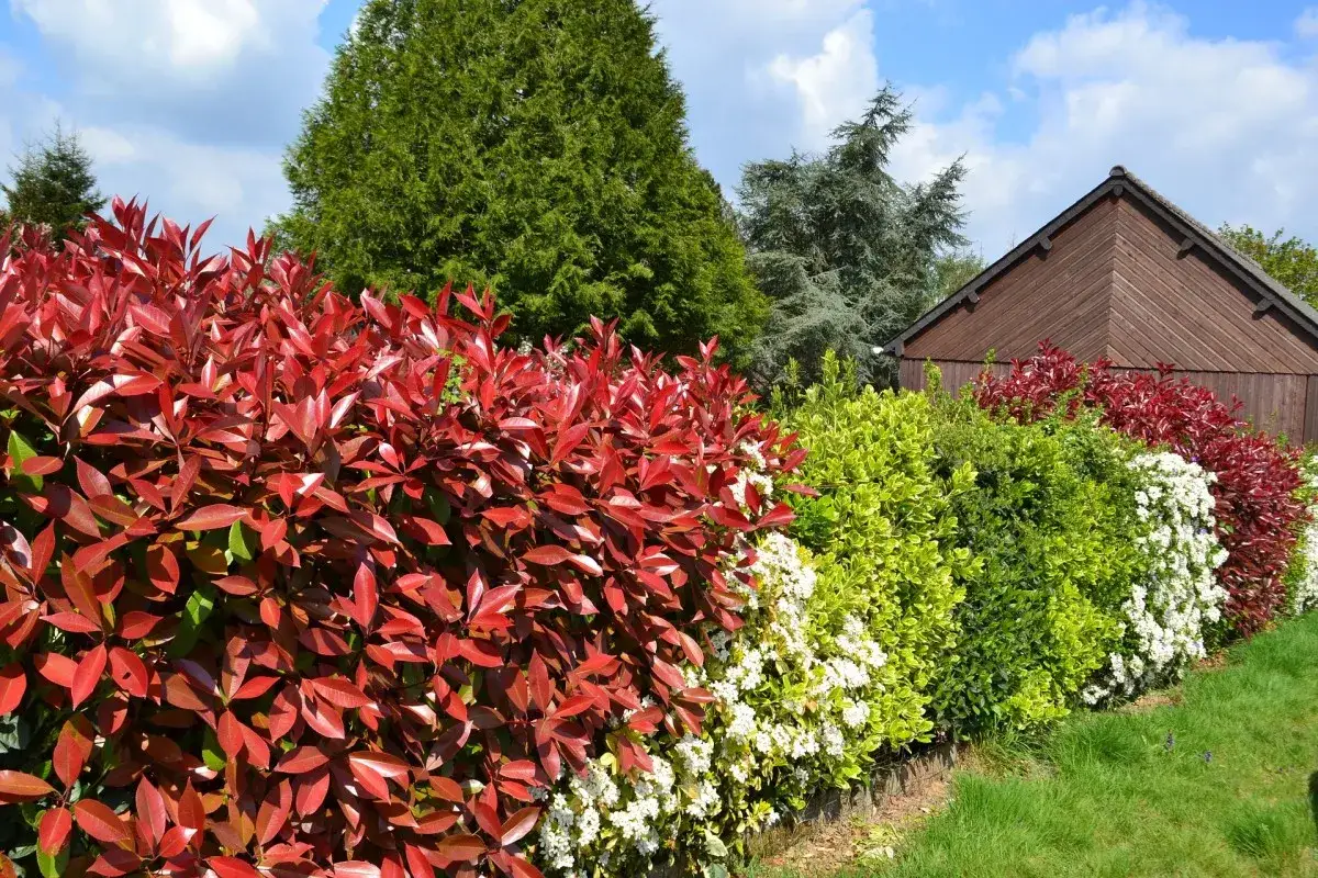 Variedad de tipos de setos: rojo intenso, verde brillante y blanco floral, bordeando un jard&iacute;n con una caseta de madera al fondo.