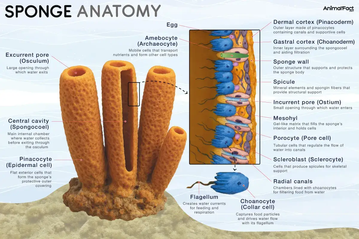Anatomie d'une &eacute;ponge de mer : vue externe et coupe transversale montrant les pores, la cavit&eacute; centrale, les cellules et les canaux.