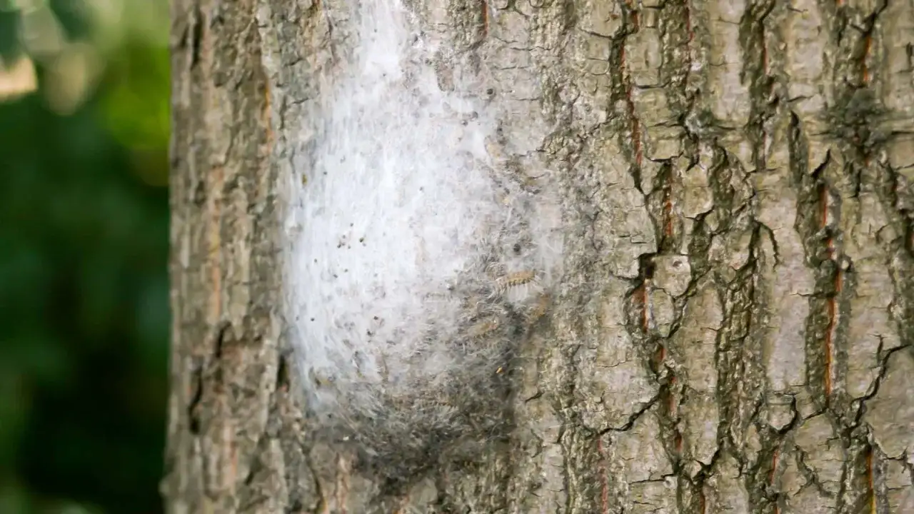 Ein dichtes Gespinst am Baumstamm, darin viele kleine Raupen. Ein typisches eichenprozessionsspinner nest.