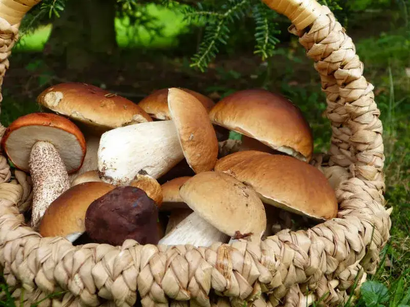 rodzaje grzybów leśnych do sosu borowiki podgrzybki kurki