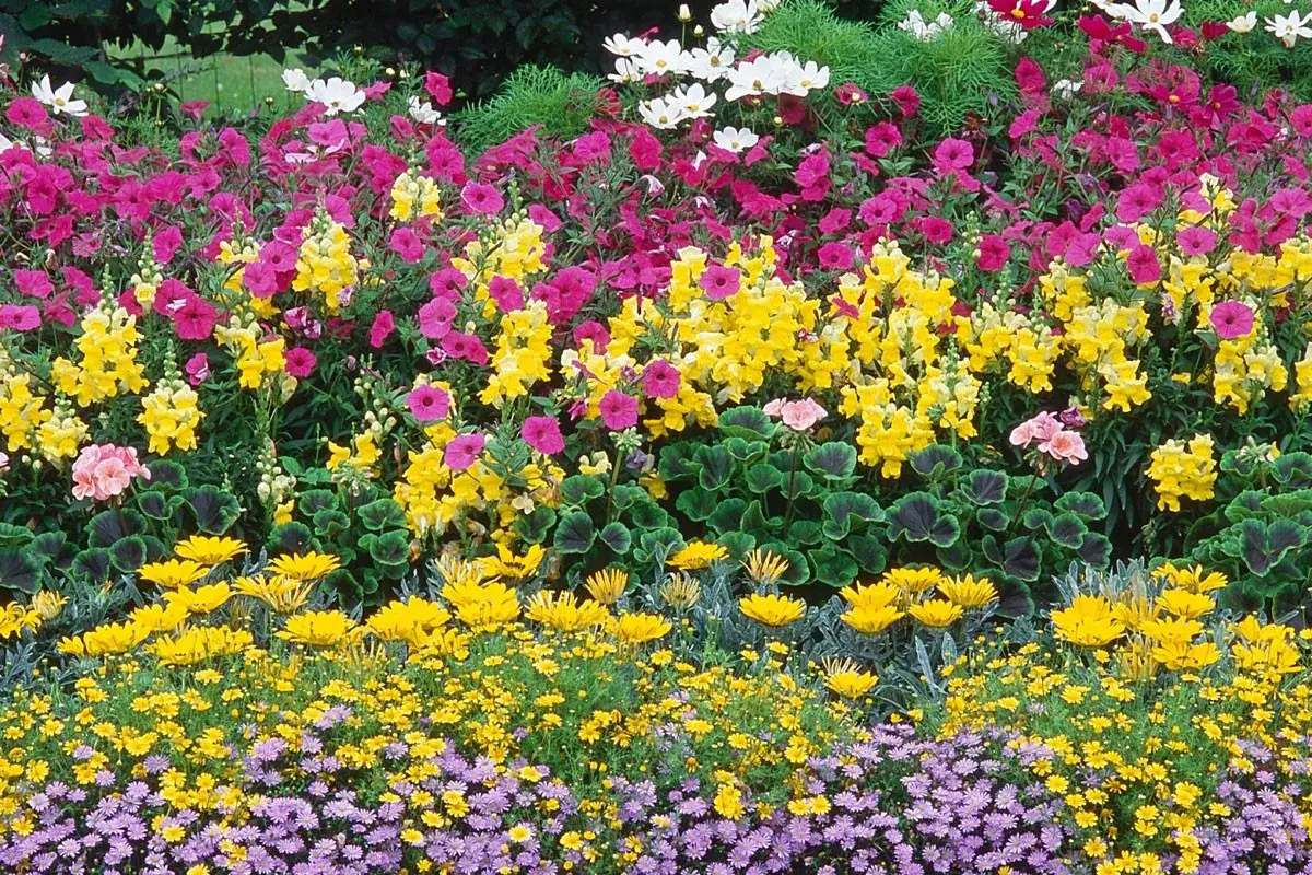 Un magnifique parterre de fleur jardin débordant de couleurs vives : roses, jaunes, blancs et violets.