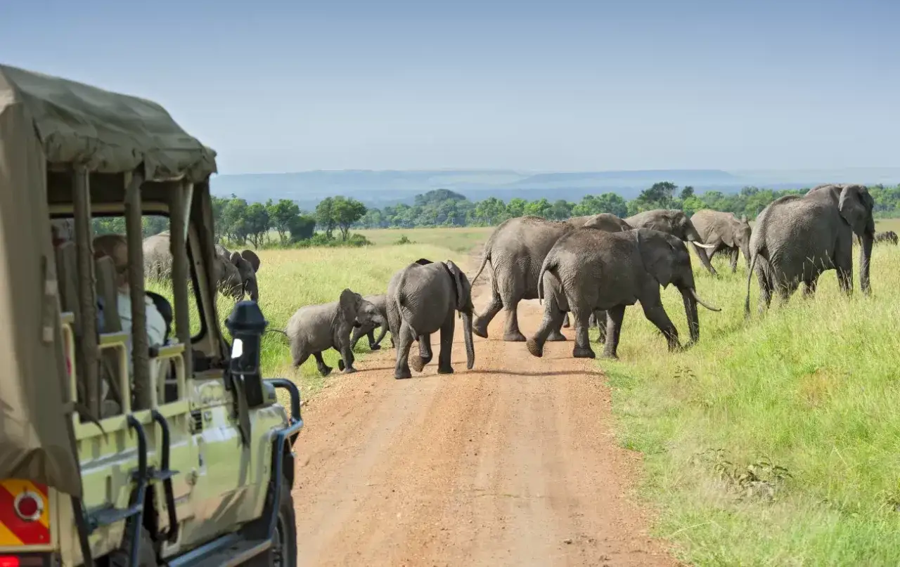 Safari vehicle obserwuje stado słoni przemierzające drogę w afrykańskiej dżungli.
