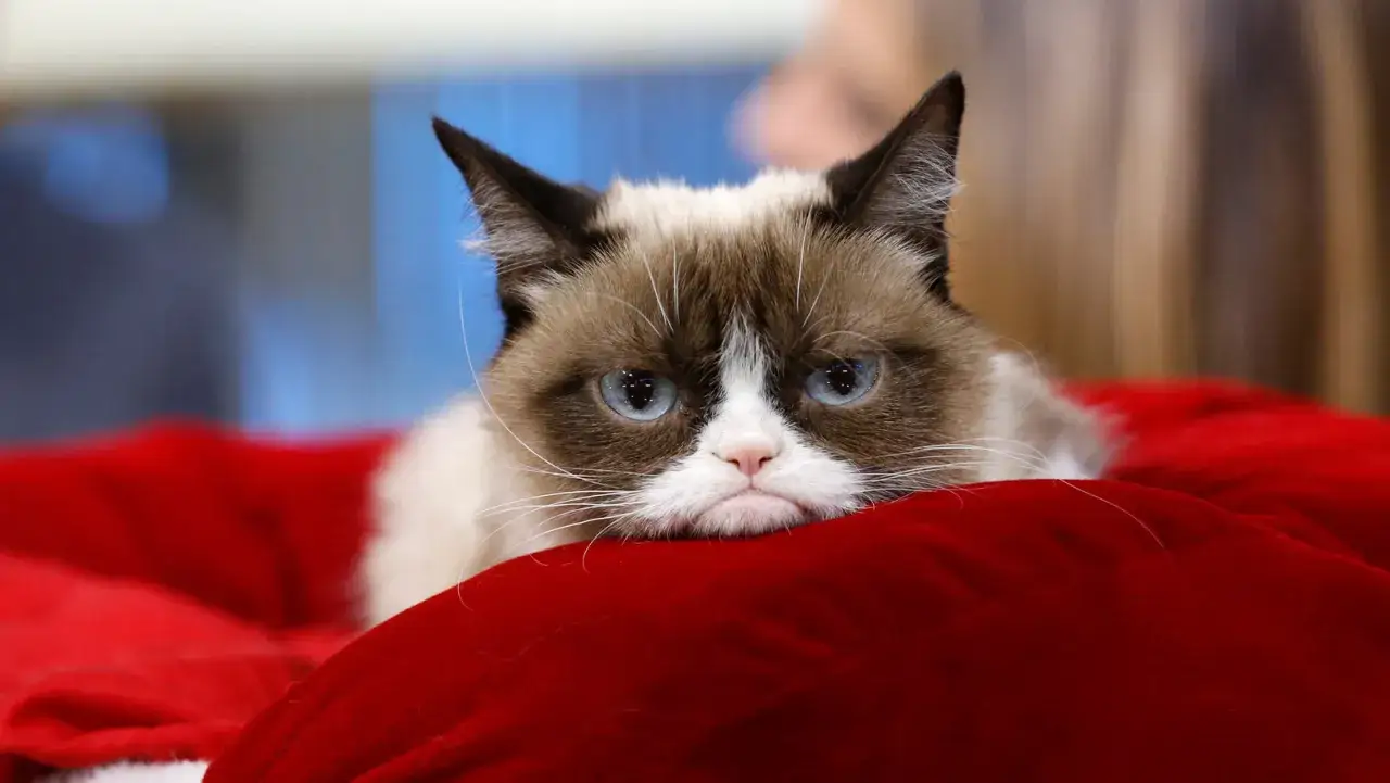 Kot rasy grumpy cat z niebieskimi oczami leży na czerwonym aksamicie, wyglądając na niezadowolonego.