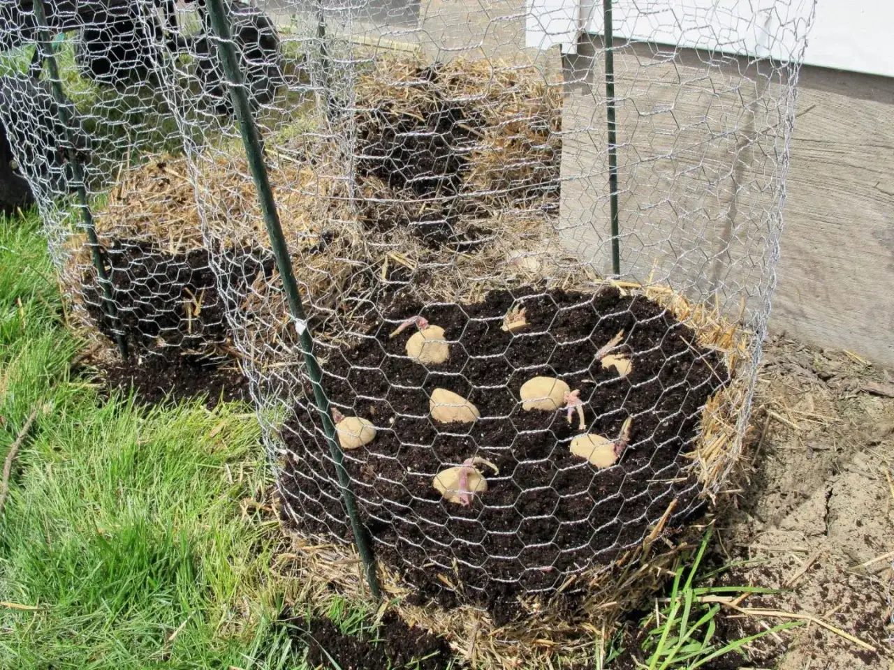 Des pommes de terre plant&eacute;es dans une tour de culture, entour&eacute;e de grillage. Les germes commencent &agrave; appara&icirc;tre.