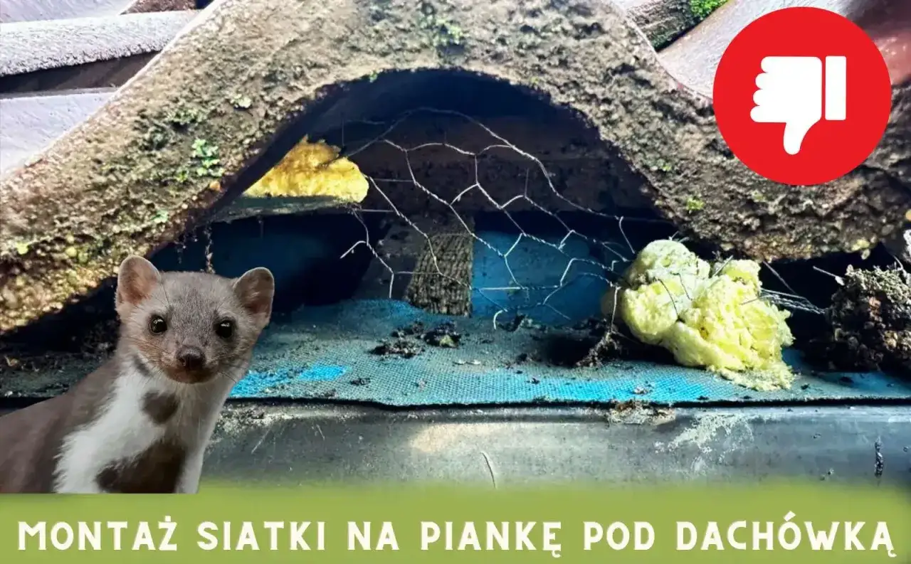 Zainstalowana siatka pod dachówką to sposób, jak pozbyć się kuny. Widać piankę montażową i zwierzę.