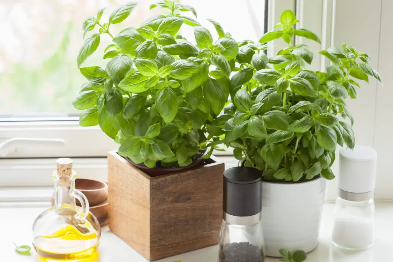 Deux plants de basilic luxuriants sur un rebord de fenêtre, avec une bouteille d'huile d'olive et des moulins à poivre et sel. Le basilic repousse t il l'année suivante ?