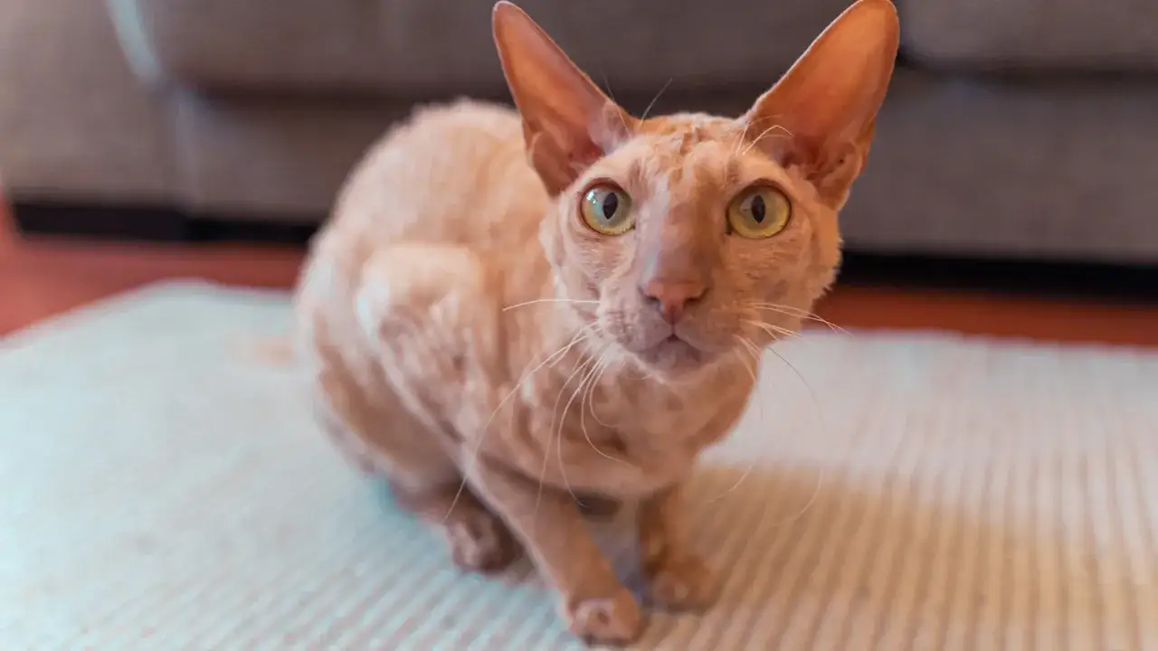 Uroczy kot rasy peterbald, z charakterystyczną, lekko pofalowaną sierścią. Zastanawiasz się nad kotem peterbald cena?