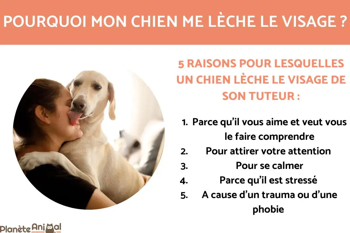 Un chien lèche le visage de sa maîtresse, un geste d'affection ou pour attirer l'attention. Découvrez pourquoi mon chien me lèche.