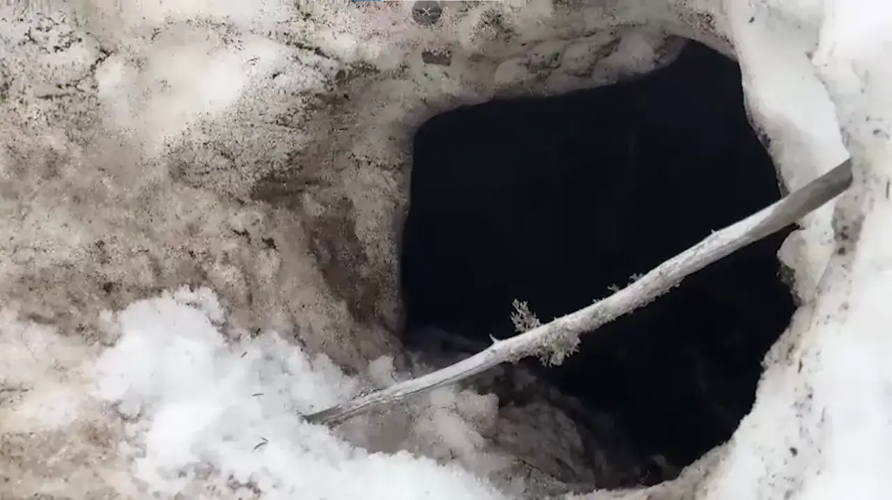 Wejście do jamy, gdzie zimuje niedźwiedź. Śnieg i lód otaczają ciemny otwór.
