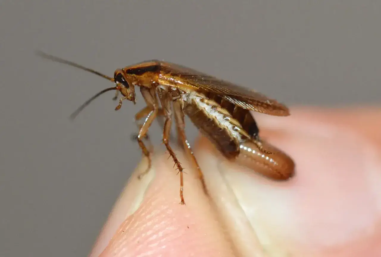 Una cucaracha Blatella, de color marr&oacute;n brillante, se posa sobre un dedo humano, con sus antenas largas y patas espinosas visibles.
