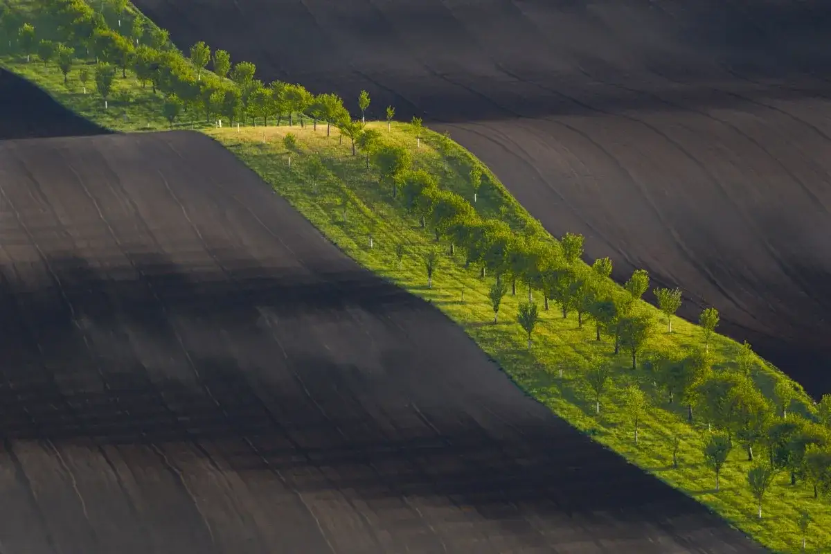 Faliste pola na Morawach, z rzędem drzew tworzącym zielony pas między ciemną ziemią.