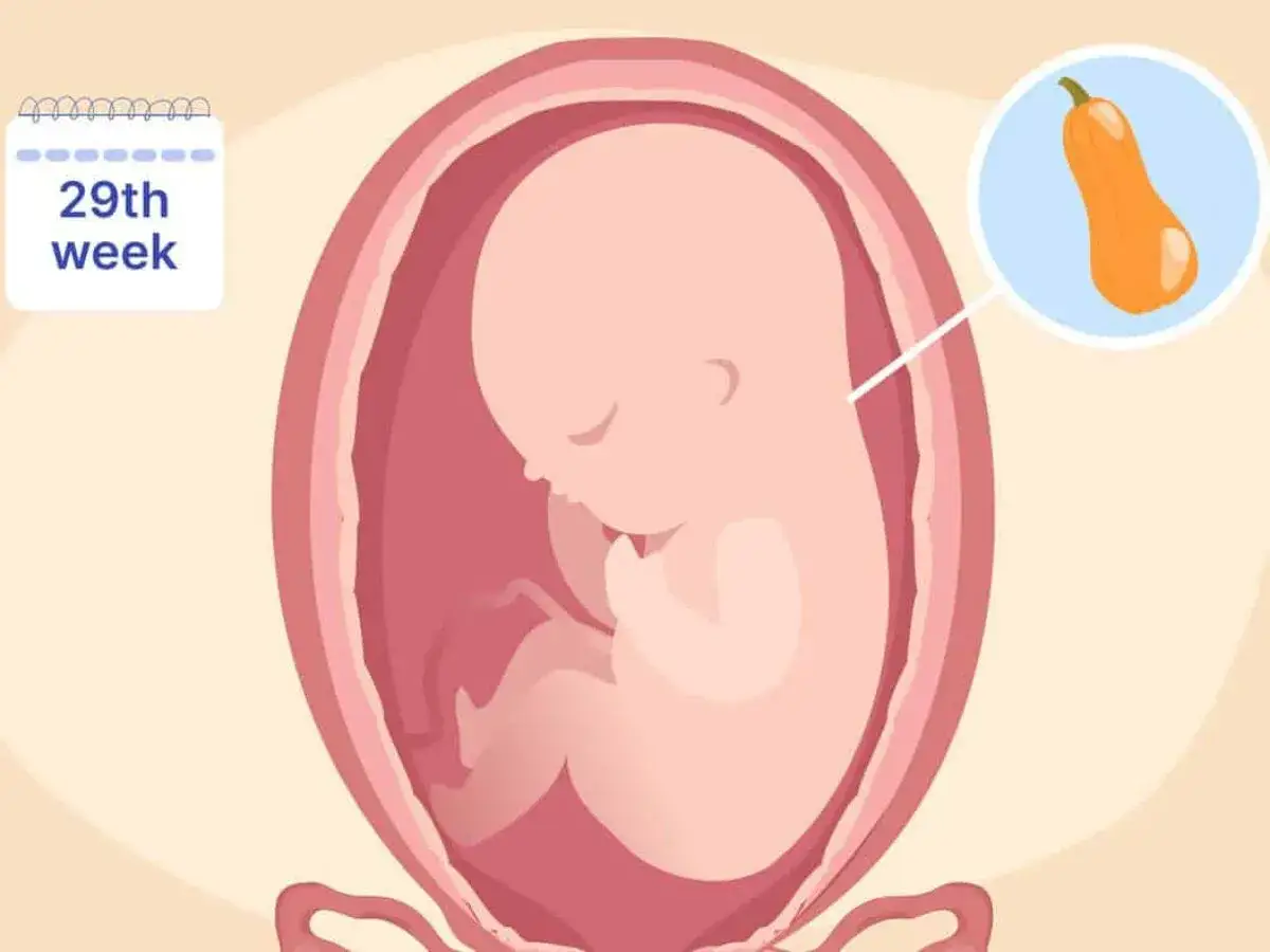 Ein Baby in der 29. SSW, etwa so gro&szlig; wie ein Butternut-K&uuml;rbis, w&auml;chst im Mutterleib.