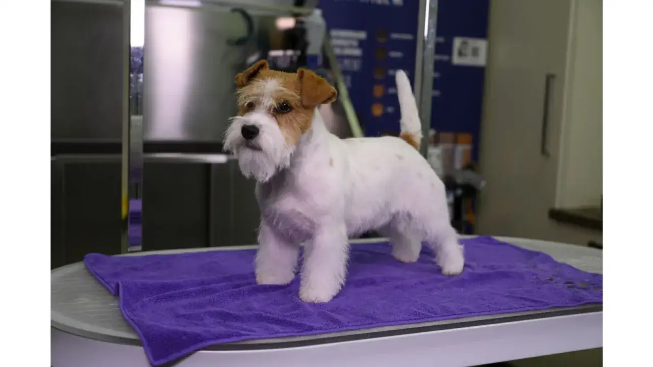 Uroczy jack russell długowłosy, gotowy na sesję zdjęciową po wizycie u groomera.