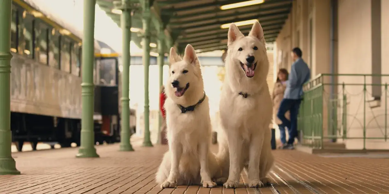 Dwa białe psy czekają na peronie na pociąg, jak bohaterowie filmu o psie, który jeździł koleją.