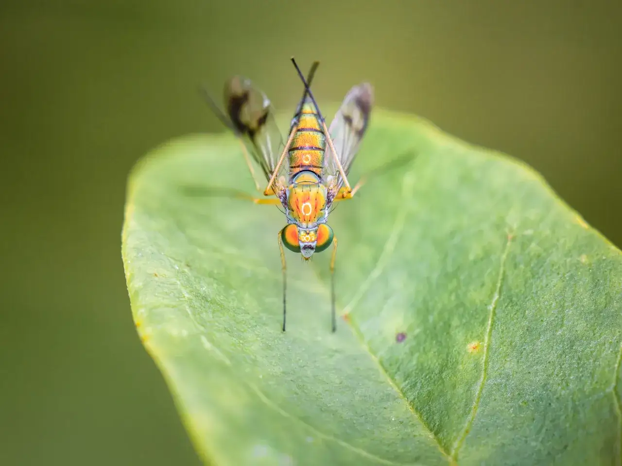A stunning example of insect photography: a metallic green and gold fly with iridescent wings rests on a vibrant green leaf, its large eyes a striking feature.