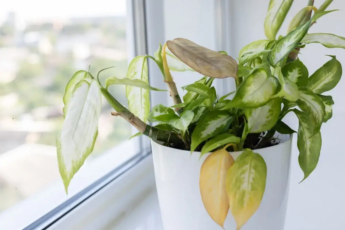 Dieffenbachia-Pflege: Braune und gelbe Blätter deuten auf Probleme hin. Die Pflanze steht am Fenster.