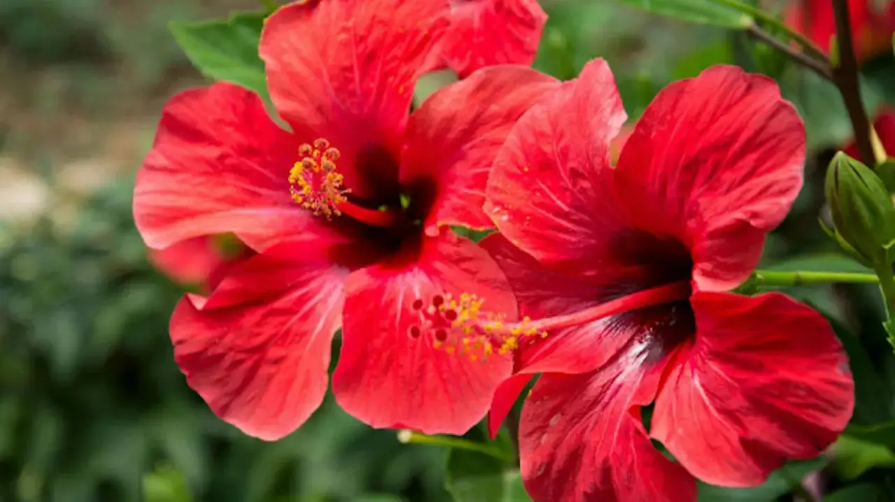 Piękne, czerwone kwiaty hibiskusa w pełni rozkwitu. To idealny czas, by podziwiać ich intensywny kolor i delikatne płatki.