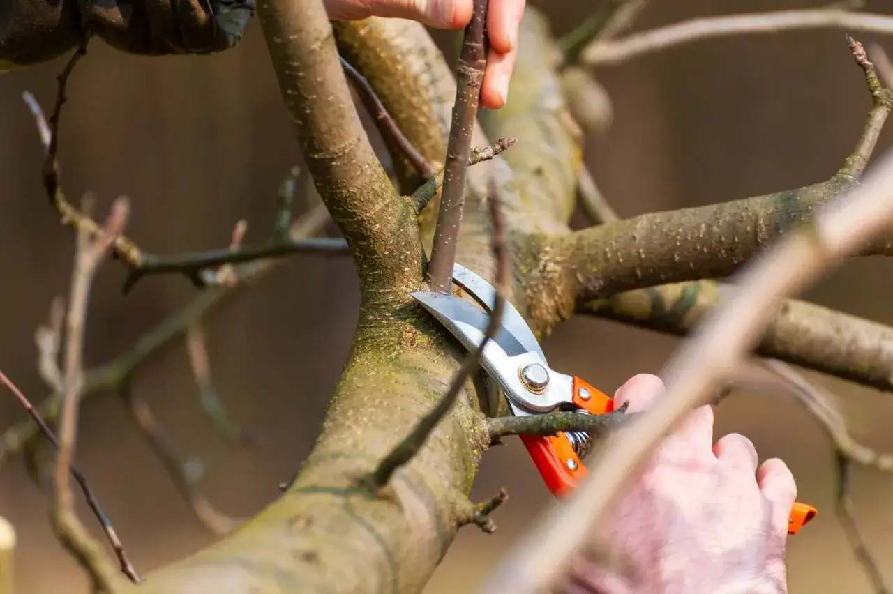 Hände schneiden mit einer Gartenschere einen Ast eines Apfelbaums. Der richtige Zeitpunkt für den Apfelbaum schneiden ist wichtig für eine gute Ernte.