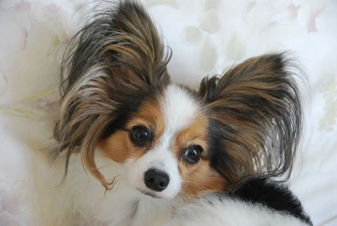 Un adorable papillon perro con orejas grandes y peludas mira fijamente, con su pelaje tricolor y ojos oscuros.